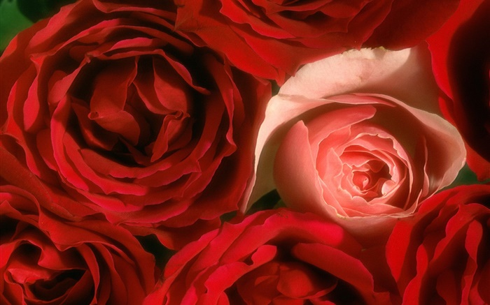 Rose flores close-up, rosa e vermelho Papéis de Parede, imagem
