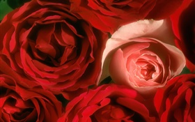 Rose flores close-up, rosa e vermelho