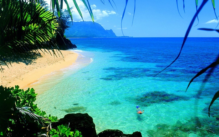 Mar, água clara, costa, mergulho, Havaí, EUA Papéis de Parede, imagem