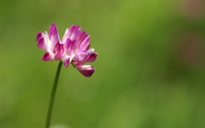 Única flor rosa close-up, fundo verde Papéis de Parede, imagem