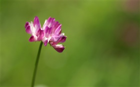 Única flor rosa close-up, fundo verde HD Papéis de Parede