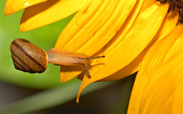 Snail close-up, pétalas de girassol Papéis de Parede, imagem