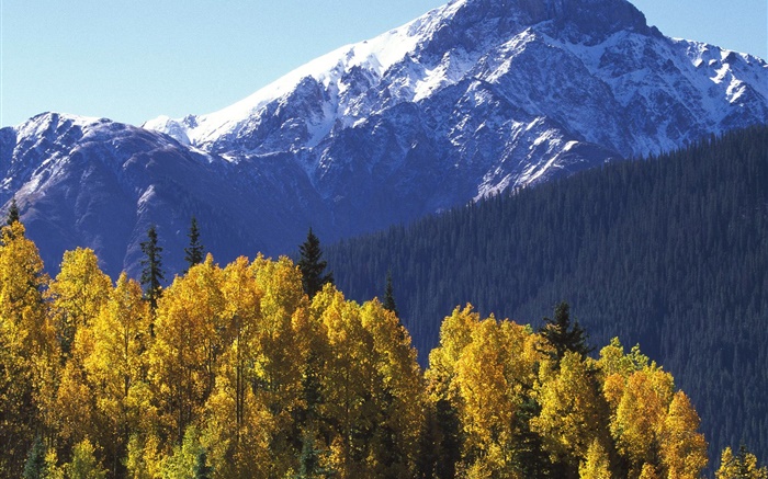 Montanha de neve, árvores, outono Papéis de Parede, imagem