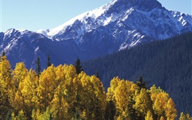 Montanha de neve, árvores, outono HD Papéis de Parede