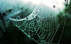 Teia de aranha após a chuva, gotas da água, palavras, imagens criativas HD Papéis de Parede