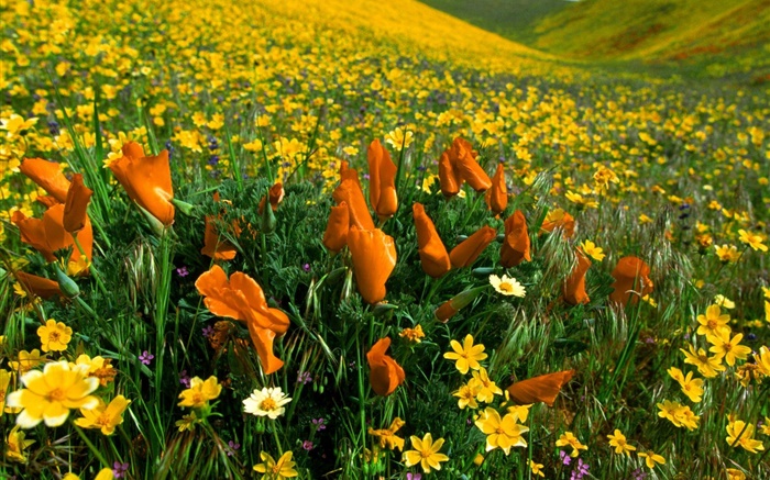 flores da primavera, flores silvestres amarelas Papéis de Parede, imagem