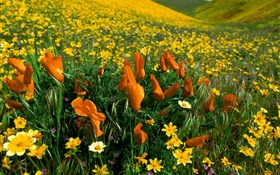 flores da primavera, flores silvestres amarelas HD Papéis de Parede