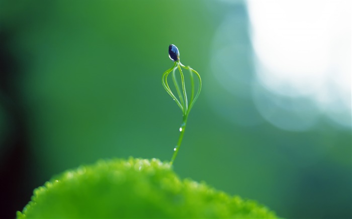 planta primavera broto close-up, brilho Papéis de Parede, imagem