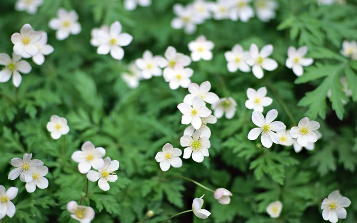 Primavera, as flores pequenas brancas close-up Papéis de Parede, imagem