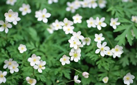 Primavera, as flores pequenas brancas close-up