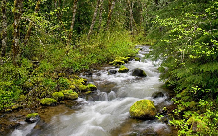 Ainda Creek, Mt. Floresta nacional da capa, Oregon, EUA Papéis de Parede, imagem