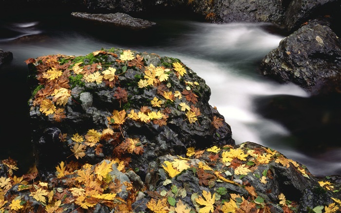 Pedras, folhas amarelas, creek, outono Papéis de Parede, imagem
