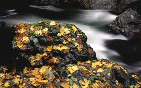Pedras, folhas amarelas, creek, outono