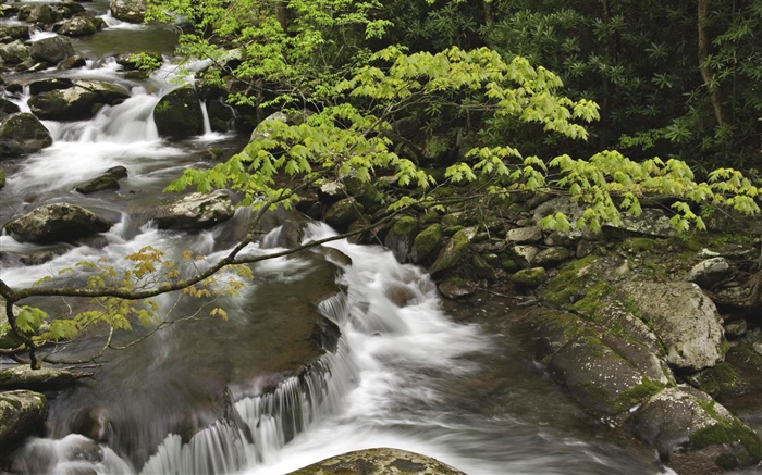 Córrego, angra, pedras, Great Smoky Mountains National Park, Tennessee, EUA Papéis de Parede, imagem