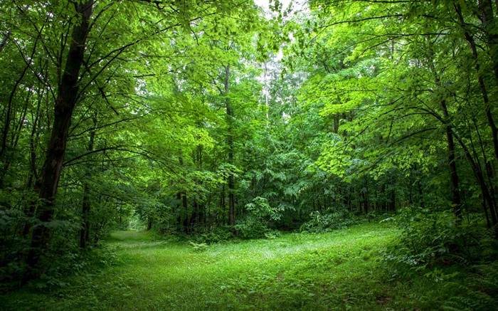 Verão, floresta, árvores, folhas, grama verde Papéis de Parede, imagem