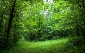 Verão, floresta, árvores, folhas, grama verde