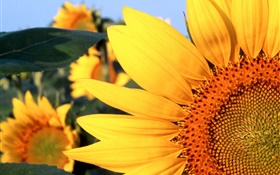 Sunflower close-up, pétalas amarelas