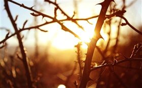 Pôr do sol, galhos de árvores, macro fotografia