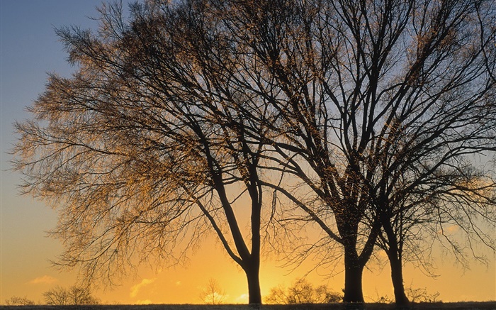 Do sol, árvores Papéis de Parede, imagem