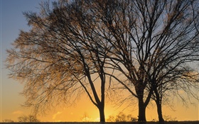 Do sol, árvores HD Papéis de Parede