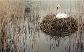 Cisne no lago, ervas daninhas HD Papéis de Parede