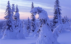 espessa neve, árvores, amanhecer