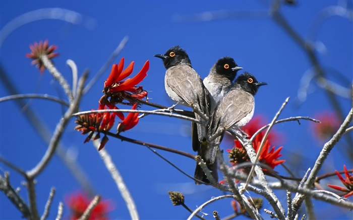 Três pássaros, Etosha National Park, Namíbia Papéis de Parede, imagem