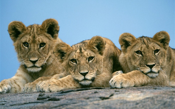 Três leões bonitos Papéis de Parede, imagem