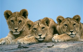 Três leões bonitos HD Papéis de Parede