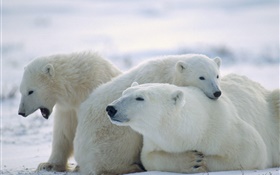 Três ursos polares, neve, frio