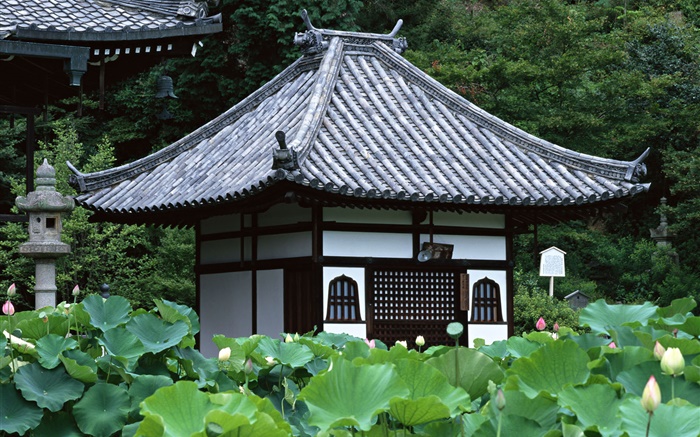 Tóquio, Japão, jardim, templo, lago de lótus Papéis de Parede, imagem