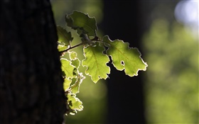 Árvore, folha verde, luz do sol HD Papéis de Parede