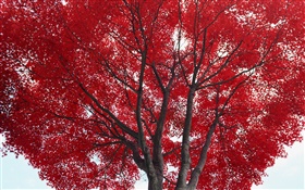 Árvore, folhas vermelhas, outono HD Papéis de Parede