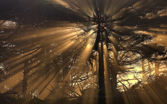 Árvores, floresta, raios do sol Papéis de Parede, imagem