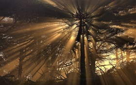 Árvores, floresta, raios do sol HD Papéis de Parede