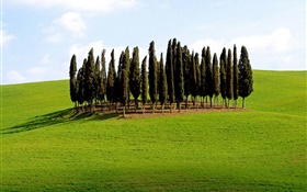 Árvores, grama, Itália
