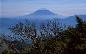 Árvores, manhã, Monte Fuji, Japão HD Papéis de Parede