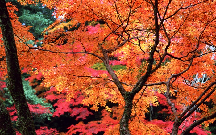 Árvores, folhas vermelhas, galhos, cenário da natureza do outono Papéis de Parede, imagem