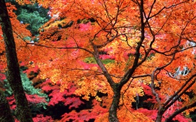 Árvores, folhas vermelhas, galhos, cenário da natureza do outono HD Papéis de Parede