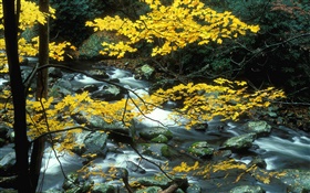 Árvores, folhas amarelas, córrego, pedras, outono