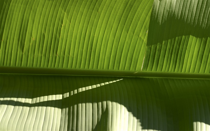 folha da planta verde tropical Papéis de Parede, imagem