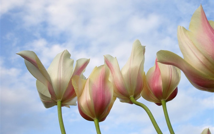 Flores do Tulip close-up, céu azul Papéis de Parede, imagem