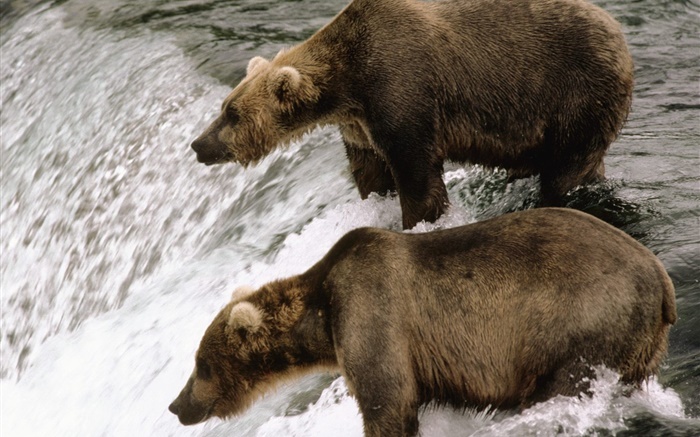Dois ursos no rio, peixes caça Papéis de Parede, imagem