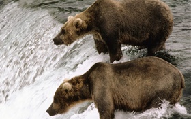 Dois ursos no rio, peixes caça HD Papéis de Parede