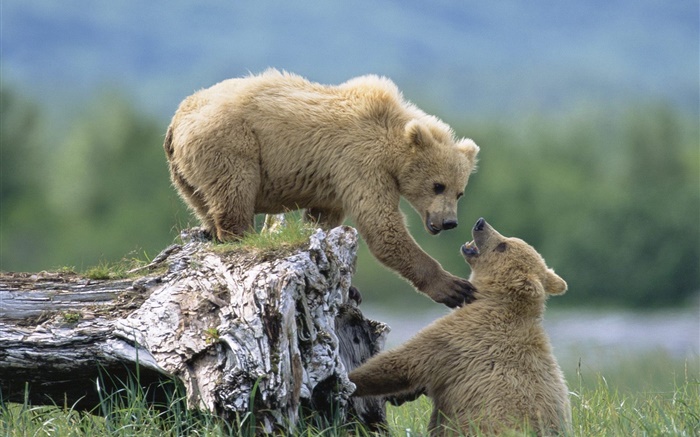 Dois ursos que jogam o jogo Papéis de Parede, imagem