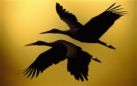 Dois pássaros voando, pôr do sol
