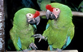 Dois papagaios verdes close-up HD Papéis de Parede