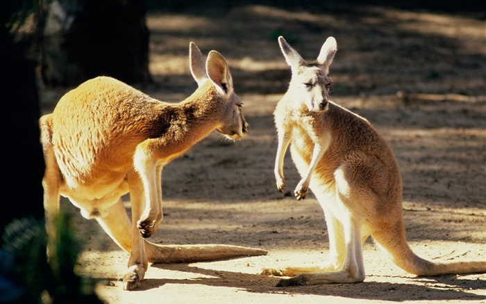 Dois canguru, Austrália Papéis de Parede, imagem