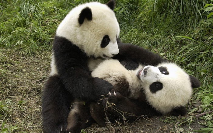 Duas pandas que jogam o jogo Papéis de Parede, imagem