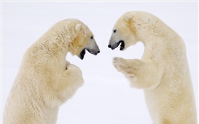 Dois ursos polares face a face HD Papéis de Parede
